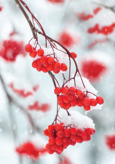 Red Berries