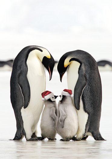 Penguin Christmas